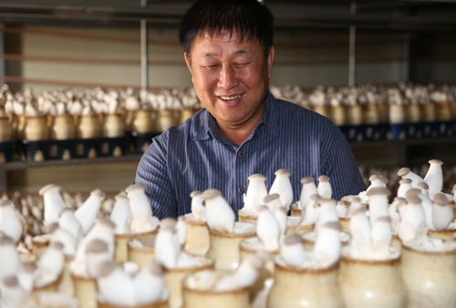 나태운 씨가 버섯재배사에서 새송이버섯포의 상태를 살피고 있다. 나 씨는 오래 전부터 새송이버섯을 재배하고 있는 농업인이다. 