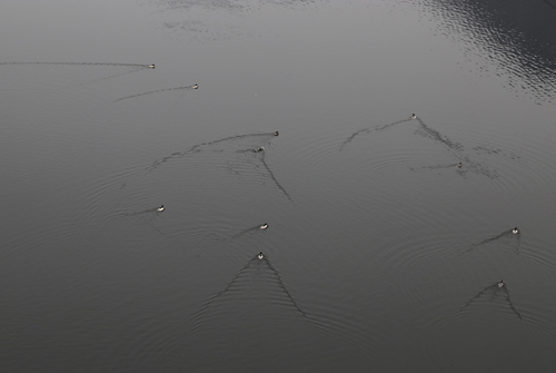 호수에서 유영하는 물오리들. 담양호 용마루길에서 흔히 볼 수 있는 그림이다.