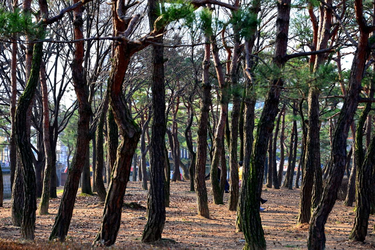 경기전 내의 소나무 숲