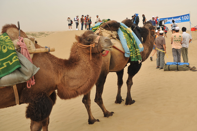 사막의 유일한 사역과 교통수단 낙타
