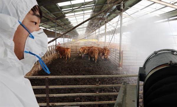 지난 1월 18일 오전 광주 북구 망월동의 한 한우 사육농가에서 인근 전북 지역 구제역 발생으로 관계당국이 방역을 펼치자 소들이 살포되는 약품을 피해 도망다니고 있다. 