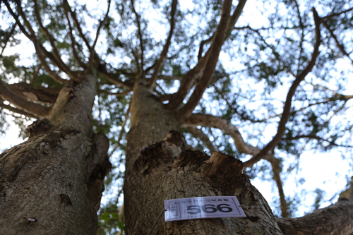 불회사의 비자나무. 키가 10m를 훌쩍 넘는다. 큰 것은 13？14m나 된다. 나이가 300？400년 됐다. 