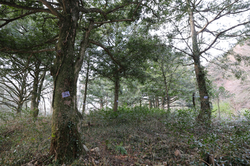 국가산림문화자산으로 지정된 나주 불회사의 비자림과 차밭. 비자나무와 차나무가 자유분방하게 어우러져 있다.