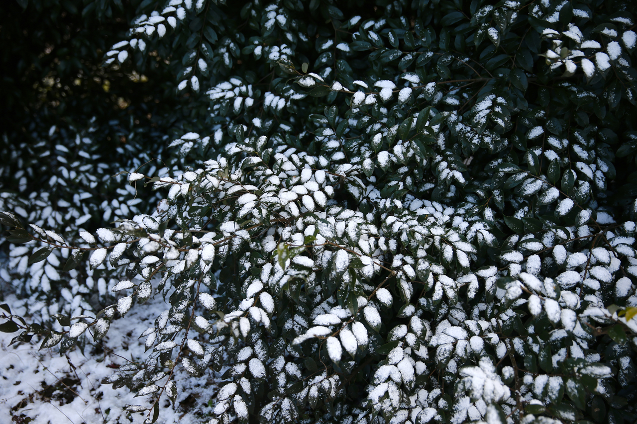 혼인지 혼인지 산책로에서 만난 늘푸른 나무에 하얀 눈이 소복히 쌓였다. 제주 평지에서는 보기 쉽지 않은 풍광이다. 그나마 그들이 있어 덜 슬펐다.