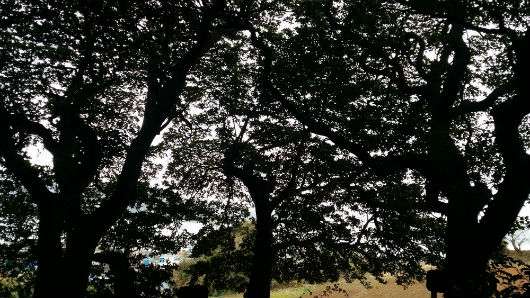 빗간이섬의 후박나무숲