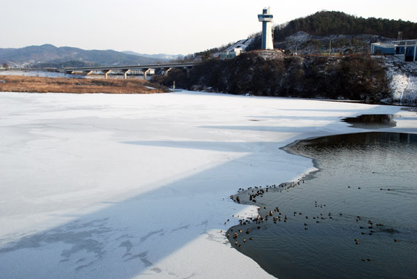 충남 부여군 백제보 상류도 꽁꽁 얼어붙었다. 금강을 찾은 겨울 철새가 구멍이 뚫린 주변에 옹기종기 모여 있다.
