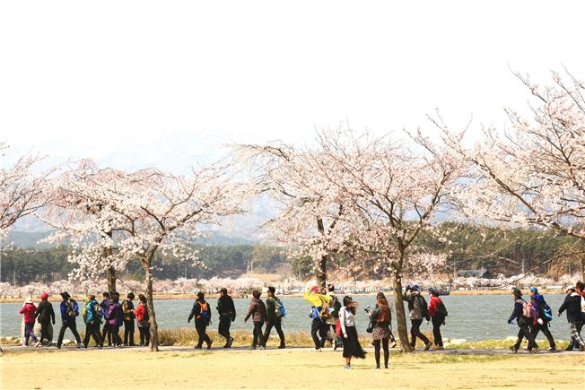 벚꽃이 만발한 봄날, 사람들이 바우길 5구간에 속하는 경포호수를 걷고 있다