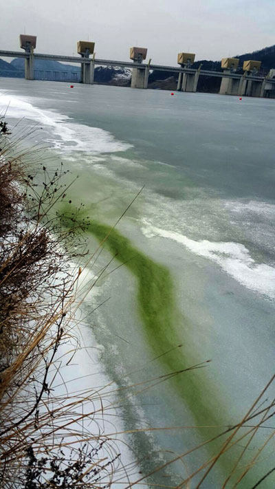 충남 공주시 공주보 상류 200m 지점의 얼음 구멍에서 녹색 물감이 뿌려 놓은 듯 퍼져나가고 있다.