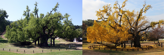 도동서원 앞 은행나무의 여름과 가을 모습. '김굉필 나무'라는 이름을 얻은 이 나무는 그의 외증손인 정구가 1607년에 심은 것으로 알려진다. 
