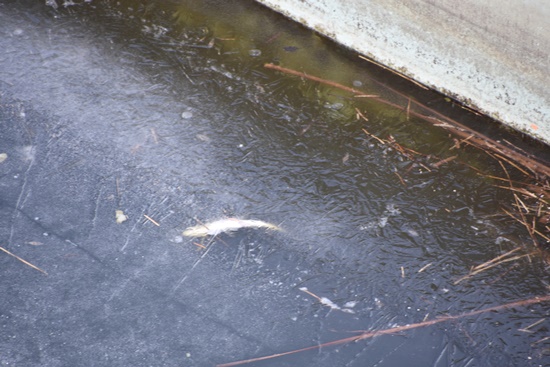 칠곡보 수문으로 막힌 낙동강은 꽝꽝 얼어버렸다. 그 안에 물고기 한 마리가 죽어 있다