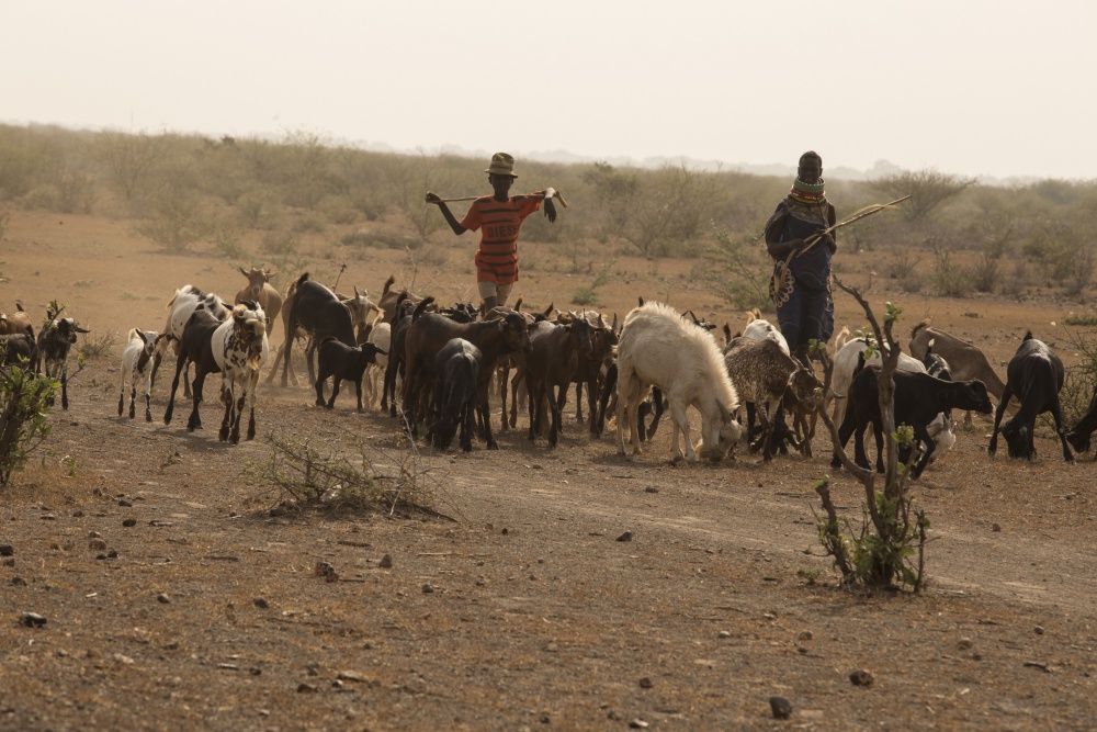 투르카나 부족은 목축으로 생계를 꾸려 나간다. 투르카나 지역에 들어서면 양이나 소떼를 모는 부족민들이 자주 눈에 띤다. 