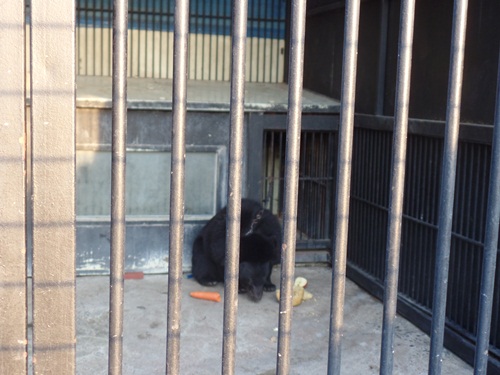 여전히 열악한 테마동물원 쥬쥬의 곰사. 당시 곰을 돌보는 사육사는 곰을 거칠게 다루고 있었고 이를 동물원측에 항의했다. 동물원측은 해당 사육사를 즉각 해고했다. 