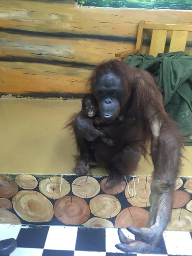 2월 5일 동물원 측은 오랑이와 아기를 시민단체에 공개했다. 