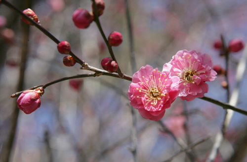 금둔사에 활짝 핀 납월매. 해마다 남도의 봄소식을 앞장서 전해주는 꽃이다. 