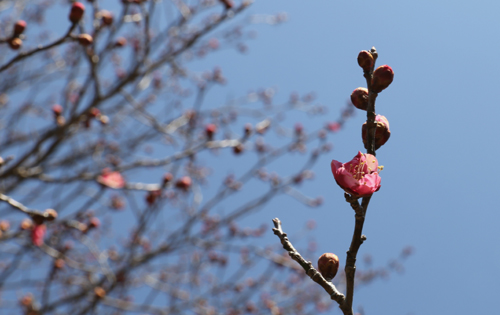 금둔사에 핀 납월매. 해마다 겨울 칼바람과 추위를 견뎌내고 꽃을 피우고 있다.