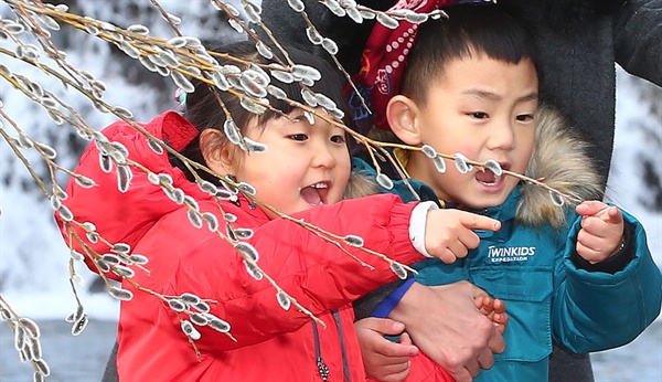  16일 경남 함양 안의면 용추계곡의 버들강아지(갯버들).