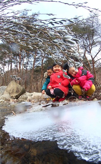  16일 경남 함양 안의면 용추계곡의 버들강아지(갯버들).