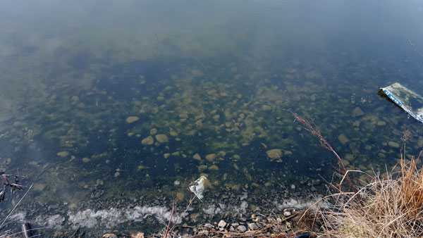 수온이 떨어지면서 지난해 가라앉았던 조류로 인해 강바닥에 조류 사체가 덕지덕지 하다.