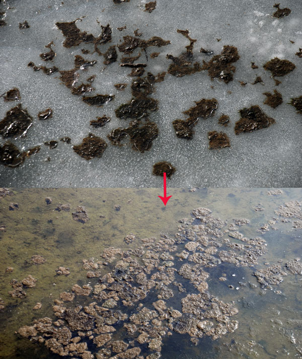 지난 1월 금강이 얼어붙으면서 지난해 가라앉았던 조류 사체가 얼음 속에 박혀있다. ↓아래쪽, 얼음이 녹으면서 강바닥에 덕지덕지 한 조류사체.