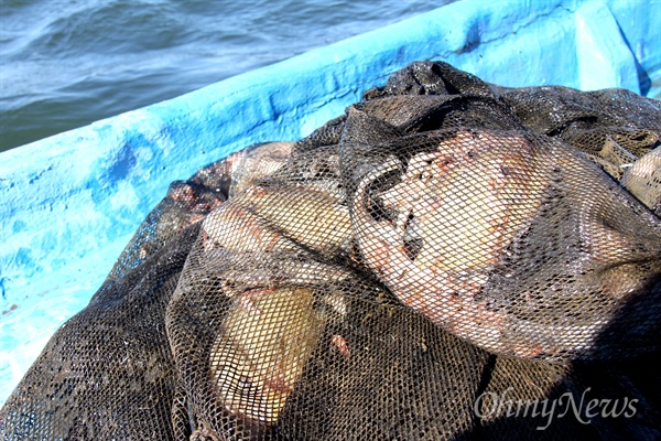 한 어민이 21일 오전 삼락지구 쪽 낙동강에서 열흘 전 설치해 놓았던 통발을 끌어 올렸더니 누치와 동자개, 새우 등 물고기들이 모두 죽어 있다. 