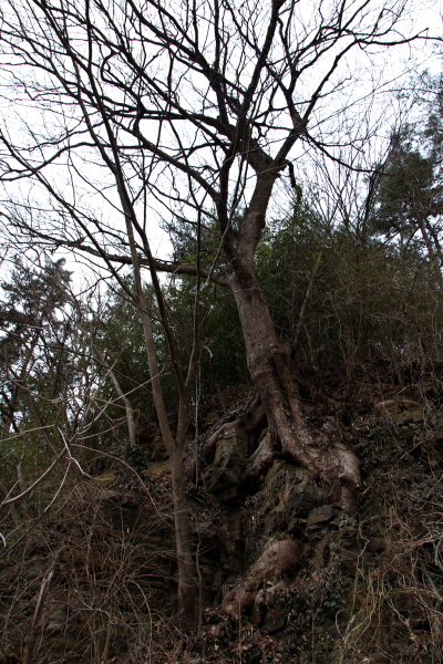 용암사지 벼랑에는 바위 사이로 굳건하게 뿌리 내린 나무가 보였다. 바위를 움켜쥔 모양새로 자리잡기까지 나무뿌리의 살겠다는 간절함이 느껴진다. 
