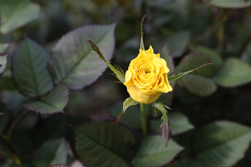 윤혜영 씨가 재배하고 있는 노란 장미. 로열티 없는 국산 장미다. 노란 장미의 꽃말은 질투라고 한다.