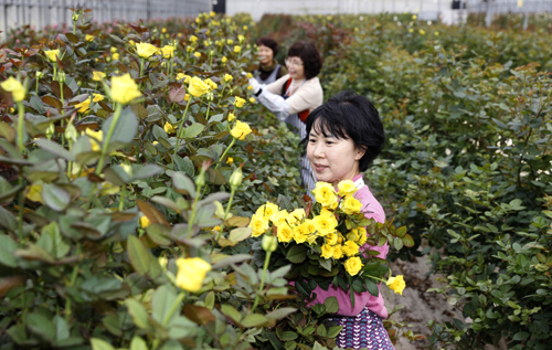윤혜영 씨가 자신의 하우스에서 노란 장미를 수확하고 있다. 지난 2월 14일 오후다.