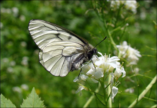 미나리냉이꽃에 앉은 모시나비(북한산. 6월 초) 모시나비는 교미 후 수컷이 암컷의 교미기 가까이 수태낭을 만든다. 다른 수컷과의 교미를 방지하는 일종의 정조대라고 한다.