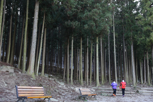 축령산을 찾은 사람들이 편백숲 산책을 마치고 숲에서 걸어나오고 있다.
