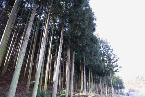 축령산 편백숲. 임종국 선생이 황무지를 개간해 심은 나무들이다.