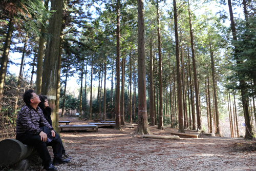 축령산 편백쉼터. 편백숲을 찾은 사람들이 나무의자에 앉아 쉬면서 편백을 올려다보고 있다.