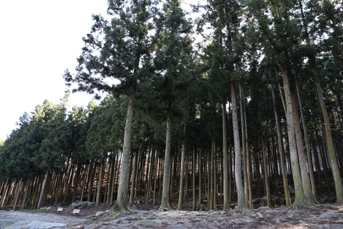 축령산 편백숲. 모암마을 주차장에서 가까운 숲이다.