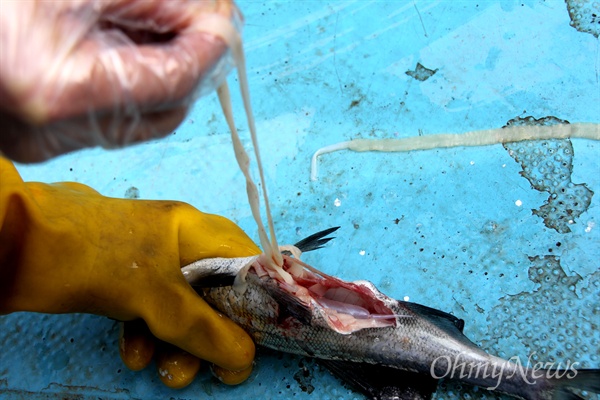 경남 창녕 유어면에 사는 한 어민이 28일 새벽 낙동강에서 잡은 강준치로, 한 마리의 물고기 배를 칼로 잘라보니 기생충이 나왔다.