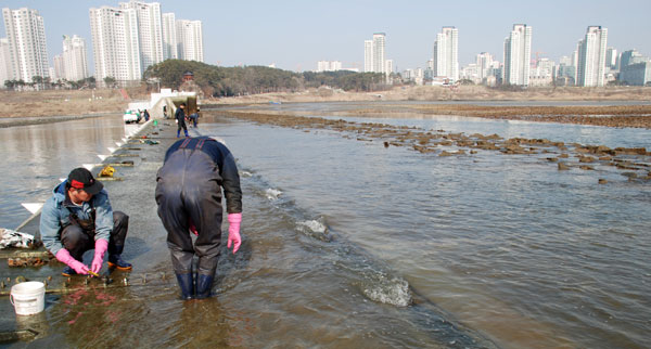 세종보 수문이 정기점검을 위해 열렸다. 작업자들이 수문에 낀 부유물을 걷어내고 수문 보수에 나서고 있다. 