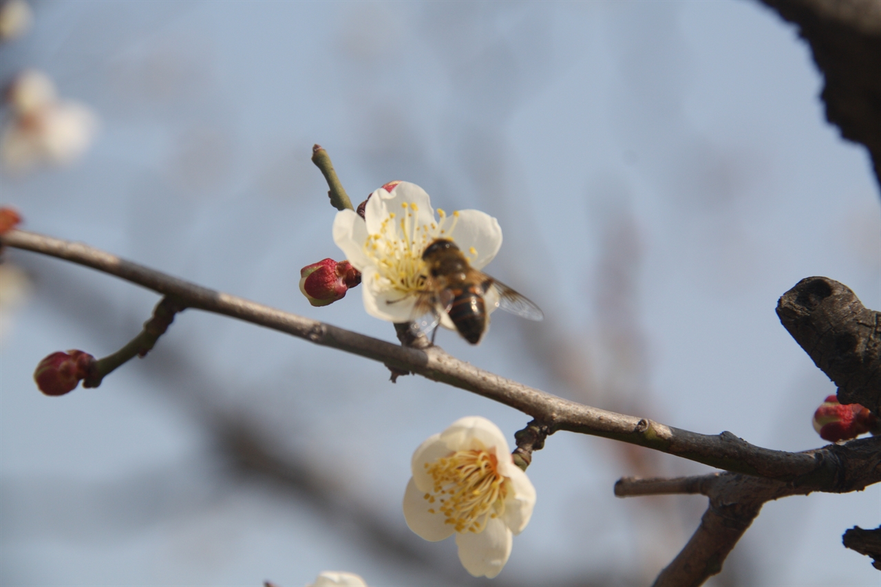 매화꽃에 반한 꿀벌의 일탈