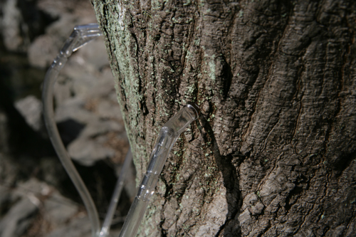 고로쇠 수액을 주는 고로쇠나무. 수액 채취를 위한 고무관을 매달고 있다.