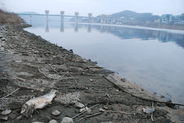  공주보가 보이는 상류 200m 지점, 50cm 크기의 대형 잉어가 죽어서 썩어갑니다.  