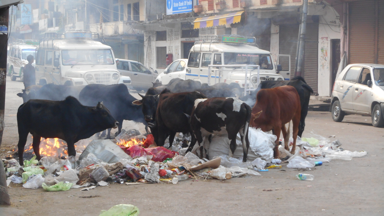 쓰레기 더미를 뒤지는 소들로 뒤엉켜 있는 인도 네팔 국경도시 다르줄라의 아침