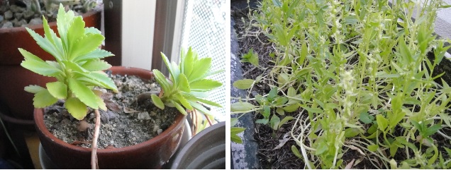             섬기린초와 시금치입니다. 섬기린초는 일 년 내내 푸른 잎입니다. 시금치는 햇볕이 들지 않아서 싹이 나오자마자 씨가 맺히기 시작했습니다. 