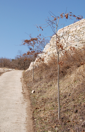 임존성 성벽 바로 아래 임도변에 미국이 원산지인 대왕참나무가 심어져 있다.