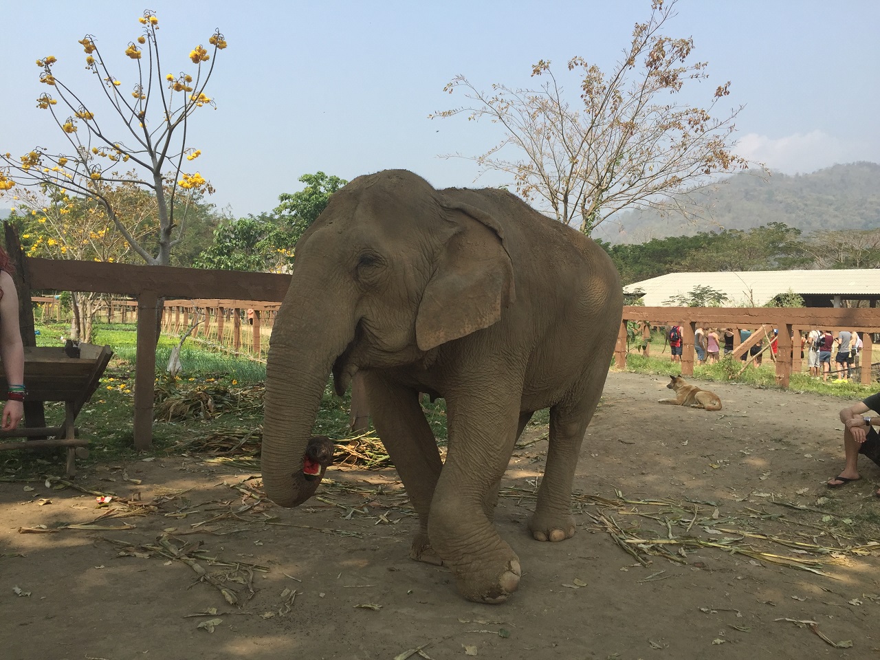 앞다리가 불구가 된 코끼리. 벌목과 관광산업에 쓰이던 코끼리들은 다리와 발에 질병이 있는 경우가 많다. 