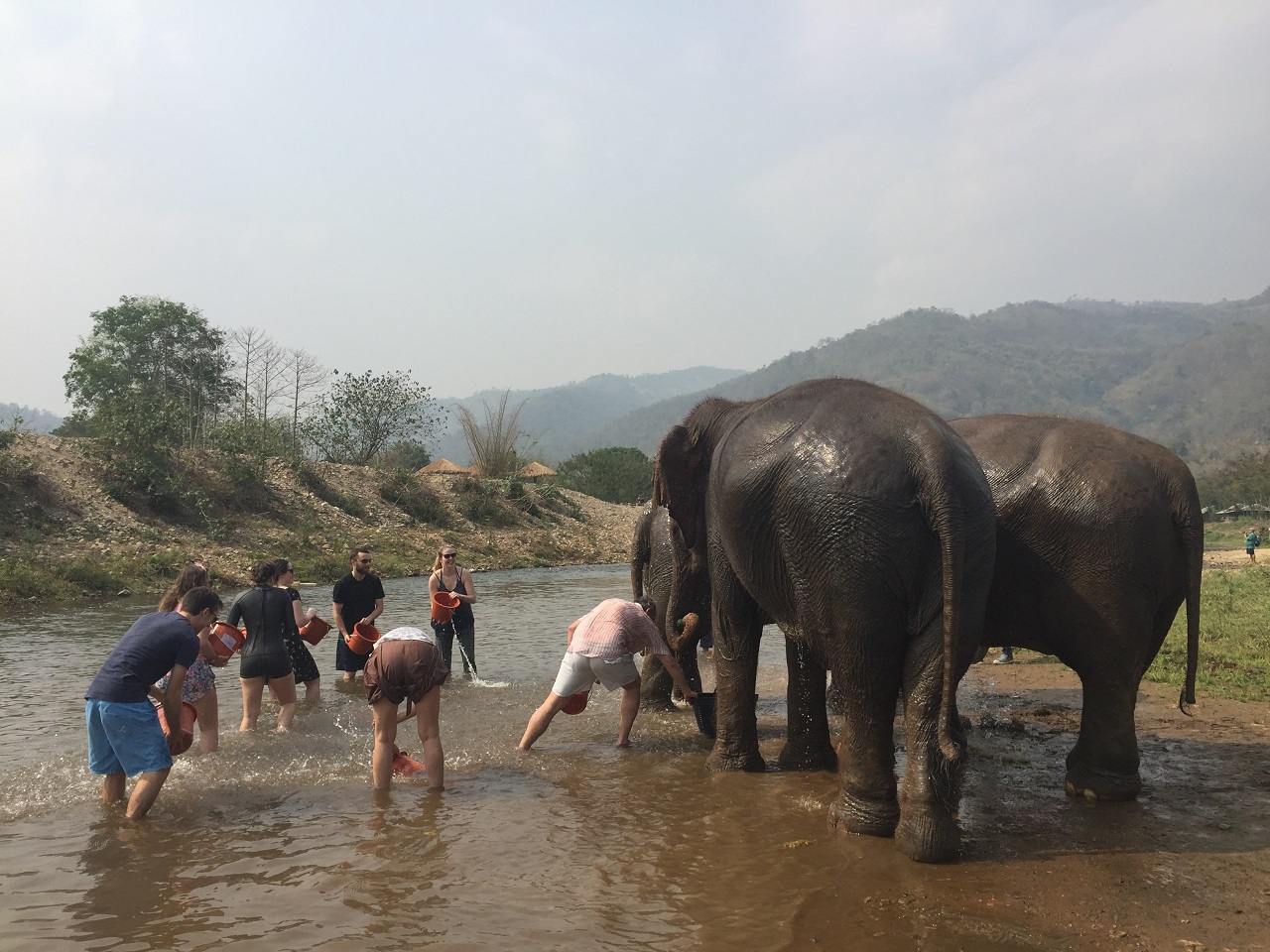 자원봉사자들이 코끼리의 목욕을 돕고 있다. 