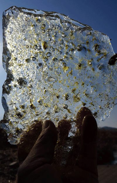 대한민국 최초로 얼음판에서 피어난 '녹조 얼음'으로 충남 공주시 공주보 인근에서 깨트린 얼음 조각.