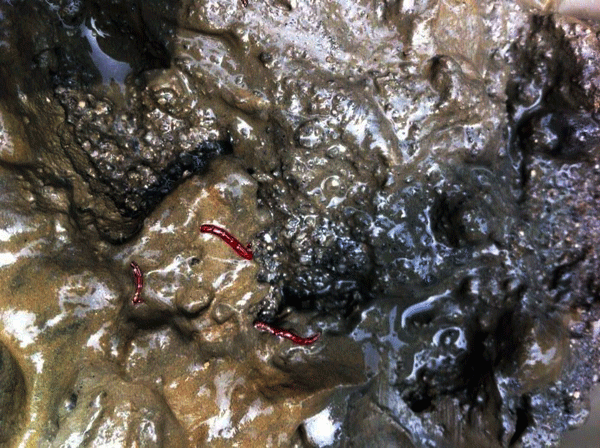 지난해 8월 30일 공주보 상류 1.5km지점 강 중간에서 퍼올린 준설토에서는 강한 악취와 함께 발견된 깔따구와 실지렁이.