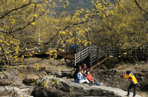 구례 산수유마을을 찾은 여행객들이 계곡의 바위에 앉아서 기념사진을 찍고 있다. 지난 3월 15일 풍경이다.