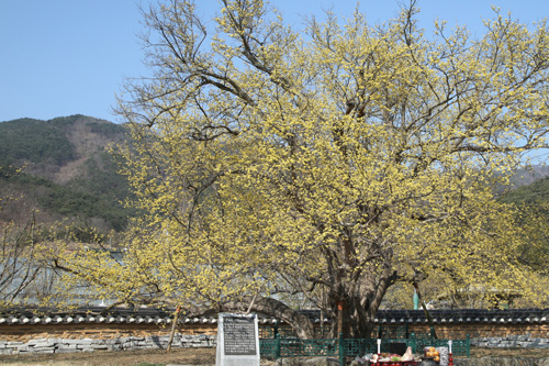 구례의 첫 번째 산수유나무로 알려진 계척마을의 산수유 시목. 1000살이 된 나무지만 올해도 어김없이 샛노란 꽃을 피웠다.