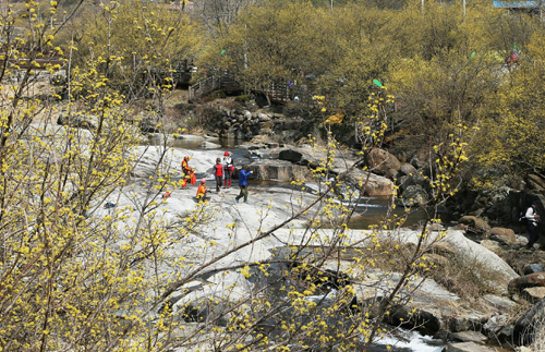 구례 산수유마을을 찾은 여행객들이 서시천 계곡에서 샛노란 산수유꽃을 감상하고 있다. 지난 3월 15일이다.