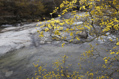 서시천의 계곡물과 어우러진 산수유꽃. 꽃이 계곡물까지도 샛노랗게 물들일 기세로 피어나고 있다. 지난 3월 8일이다.