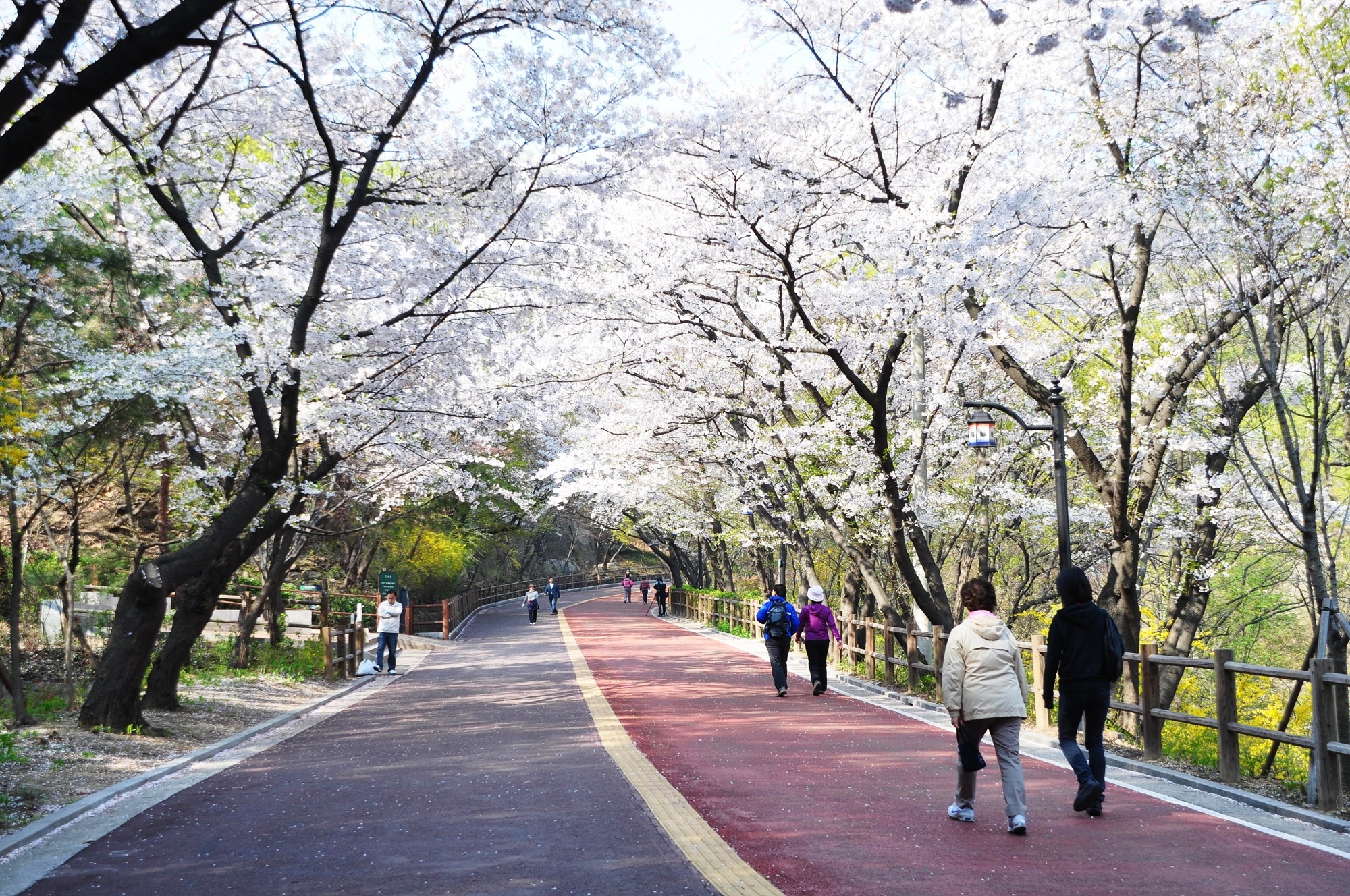  남산공원 산책로(벚꽃)