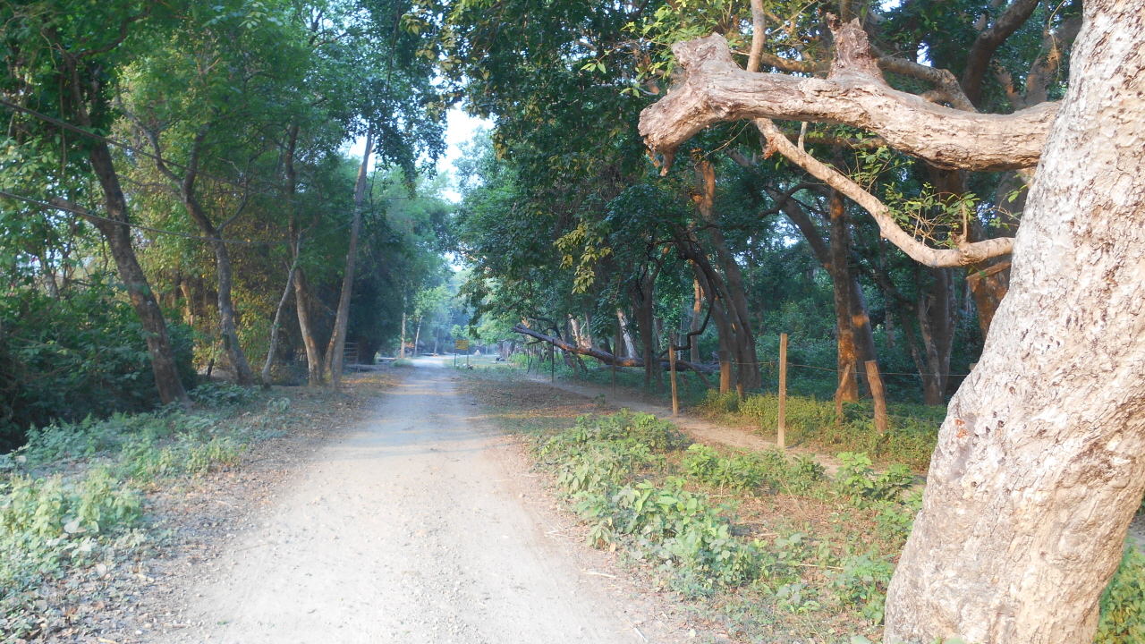 바르디아 국립공원 주변 마을의 숲길.
